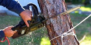 How Our Tree Care Process Works  in  Roseau, MN
