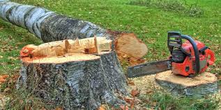 Best Tree Maintenance Programs  in Roseau, MN