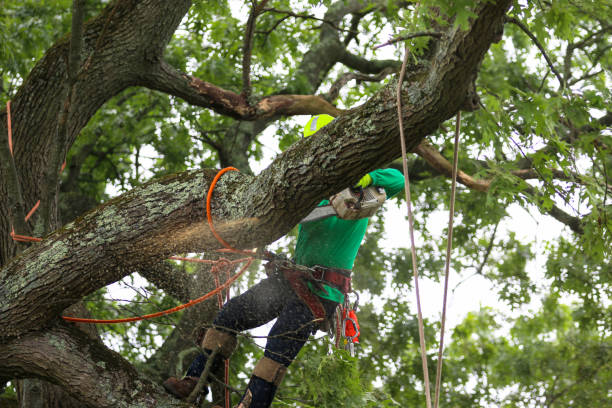 Best Root Management and Removal  in Roseau, MN